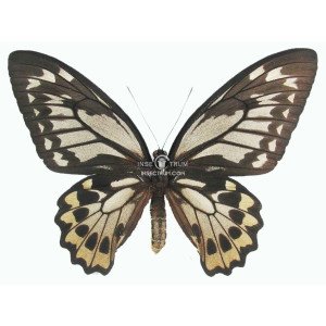 ORNITHOPTERA CROESUS LYDIUS FEMALE ORNITHOPTERA CROESUS LYDIUS FEMALE
